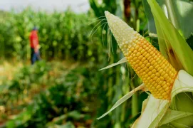 Imagem ilustrativa da imagem Financiamento para cultivo do milho é ampliado para estimular a produção
