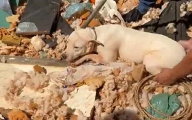 Imagem ilustrativa da imagem ONGs de Goiânia resgatam cães, gatos e peixe trancados em casa desocupada