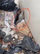 Imagem ilustrativa da imagem Acumulador tinha Naja morta e corpo de cão na geladeira de casa no DF