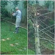 Imagem ilustrativa da imagem Idoso escapa por segundos da queda de uma árvore durante passagem de ciclone em SP
