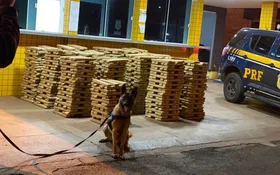 Imagem ilustrativa da imagem Cães farejadores ajudam PRF encontrar 1,5 tonelada de maconha em caminhão na BR-364, em Jataí