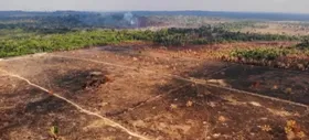 Imagem ilustrativa da imagem Desmatamento: Agronegócio brasileiro pode perder até R$ 5,7 bilhões
