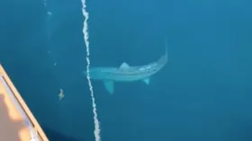 Imagem ilustrativa da imagem Tubarão gigante aparece no oceano Atlântico e assusta turistas