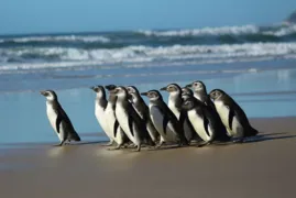Imagem ilustrativa da imagem Começa temporada 2021 de pinguins na costa das regiões Sul e Sudeste