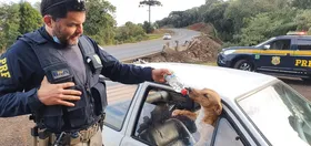 Imagem ilustrativa da imagem Cães são deixados trancados em carro acidentado em SC
