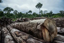 Imagem ilustrativa da imagem Mato Grosso concentra metade da exploração de madeira em toda Amazônia