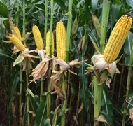 Imagem ilustrativa da imagem Novos híbridos de milho da Bayer apresentam até 11 sacas a mais por hectare na safra 2020/21