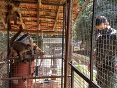 Imagem ilustrativa da imagem Homem que mantinha macacos-prego e araras em cativeiro é multado em R$ 11 mil