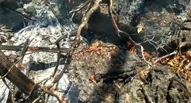 Imagem ilustrativa da imagem Mais de 20 pessoas combatem incêndio no Parque Estadual Terra Ronca