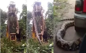 Imagem ilustrativa da imagem Cobra gigante é retirada de floresta por escavadeira; assista