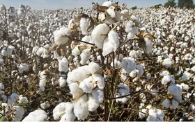 Imagem ilustrativa da imagem Altas produtividades no algodão passam pelo manejo adequado de pragas e doenças