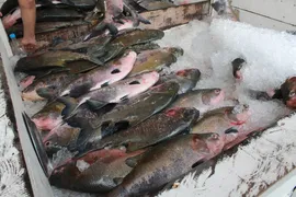 Imagem ilustrativa da imagem Amazonas registra surto de doença por ingestão de peixes