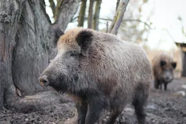 Imagem ilustrativa da imagem Cólera dos porcos: animais serão sacrificados devido peste suína