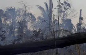 Imagem ilustrativa da imagem Lei que reduziu 219 mil hectares de florestas protegidas em RO vai a julgamento
