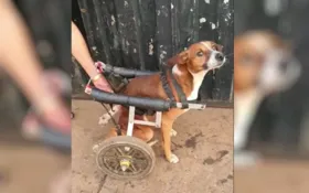 Imagem ilustrativa da imagem Cachorro que precisa de cadeira de rodas é abandonado em Goiânia