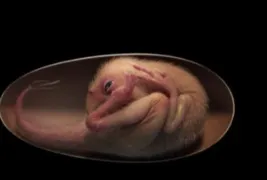 Imagem ilustrativa da imagem Ovo com embrião de dinossauro preservado é encontrado por cientistas
