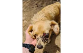 Imagem ilustrativa da imagem Suspeito de agredir cão com pedaço de madeira é preso