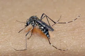 Imagem ilustrativa da imagem SES emite alerta sanitário após recorde de chikungunya em Goiás