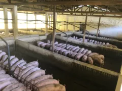 Imagem ilustrativa da imagem Em 2022 China aumenta tarifas sobre as importações de carne suína