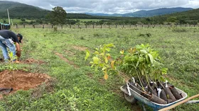 Imagem ilustrativa da imagem Parceria busca recuperar espécies nativas do Cerrado em Pirenópolis