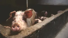 Imagem ilustrativa da imagem Em janeiro as exportações de carne suína seguem recuo no preço pago pela tonelada da proteína brasileira