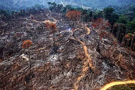 Imagem ilustrativa da imagem Rede de crime ambiental na Amazônia tem ramificações em 24 Estados, diz estudo