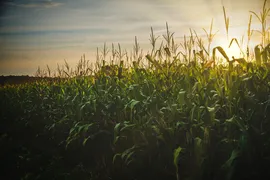 Imagem ilustrativa da imagem Em 2022 o milho tem alta expectativa de produção e exportação