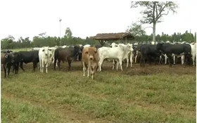 Imagem ilustrativa da imagem Pecuarista é preso suspeito de comprar gado com cheques sem fundo em Goiás