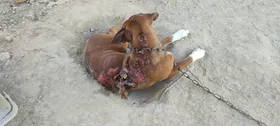 Imagem ilustrativa da imagem Suspeito de maus-tratos a cachorro é investigado em Goiás