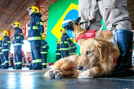 Imagem ilustrativa da imagem Governo de Goiás envia bombeiros para auxiliar nos trabalhos de resgate em Petrópolis