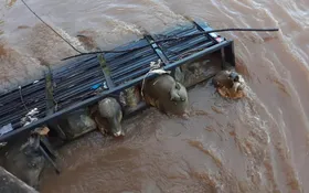 Imagem ilustrativa da imagem Cinco dias após cair no Rio Meia Ponte parte de carreta com gado é localizada