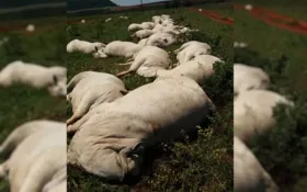Imagem ilustrativa da imagem Fio de energia cai em pasto e mata mais de 30 vacas