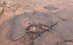 Imagem ilustrativa da imagem Moradores denunciam que taparam buraco no asfalto com cachorro dentro