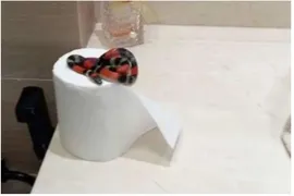 Imagem ilustrativa da imagem Cobra é encontrada em rolo de papel higiênico em Goiás