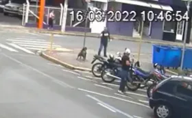 Imagem ilustrativa da imagem Cadela escapa após dono deixar portão aberto e é baleada no meio da rua