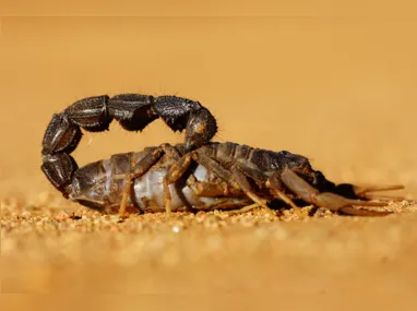 Imagem ilustrativa da imagem Criança é picada por escorpião e internada, em Anápolis