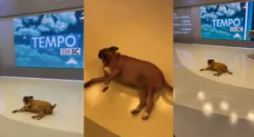 Imagem ilustrativa da imagem Cachorro invade jornal da Globo para dar uma descansada; assista