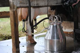 Imagem ilustrativa da imagem Alta nos custos de produção de leite reduz atividade em Goiás