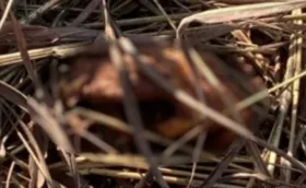 Imagem ilustrativa da imagem Menino sai para soltar pipa e encontra ossada humana no meio de matagal em Aparecida de Goiânia