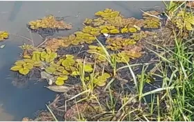Imagem ilustrativa da imagem Polícia investiga surgimento de plantas flutuantes no lago do Jardim Botânico