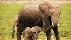 Imagem ilustrativa da imagem Mamãe querida: Conheça 5 mães incríveis do mundo animal