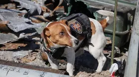 Imagem ilustrativa da imagem Patron, conheça o cão que procura minas deixadas pelos russos, vira mascote do país