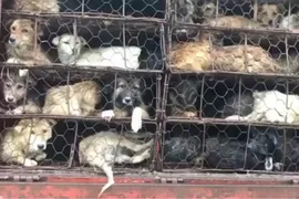 Imagem ilustrativa da imagem Polícia chinesa resgata 386 cães que seriam levados para festival de carne de cachorro