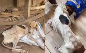 Imagem ilustrativa da imagem Polícia resgata cachorros que sofriam maus-tratos em Nazário