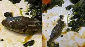 Imagem ilustrativa da imagem Cabeça de cobra é encontrada em comida servida em avião