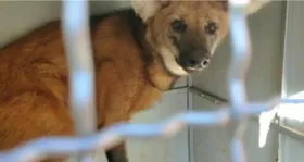 Imagem ilustrativa da imagem Bombeiros resgatam lobo-guará em portão de casa