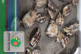 Imagem ilustrativa da imagem Homens são presos com 22 tartarugas